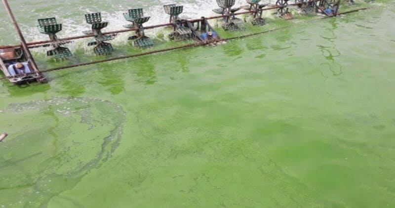 thong-bon-cau-bang-coca