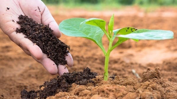 Vi Sinh Ủ Phân Hữu Cơ Và Cách Ủ Phân Bằng Vi Sinh  