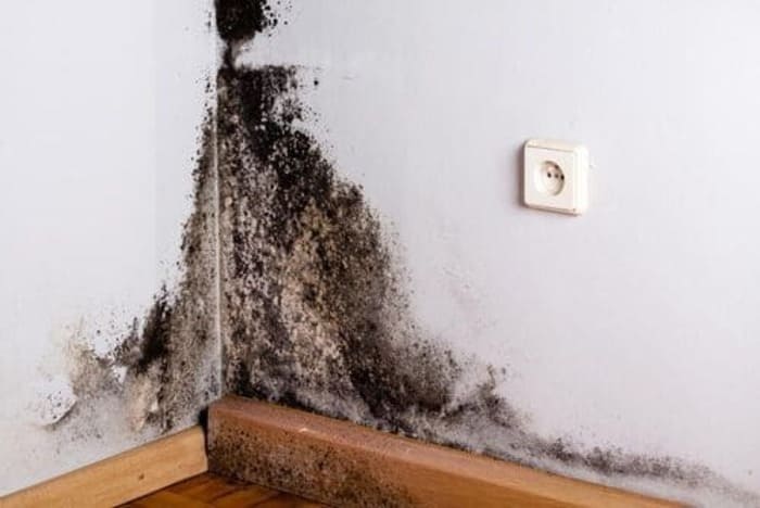 Bí Quyết Tẩy Nấm Mốc Trên Tường Với Vài Thao Tác Đơn Giản