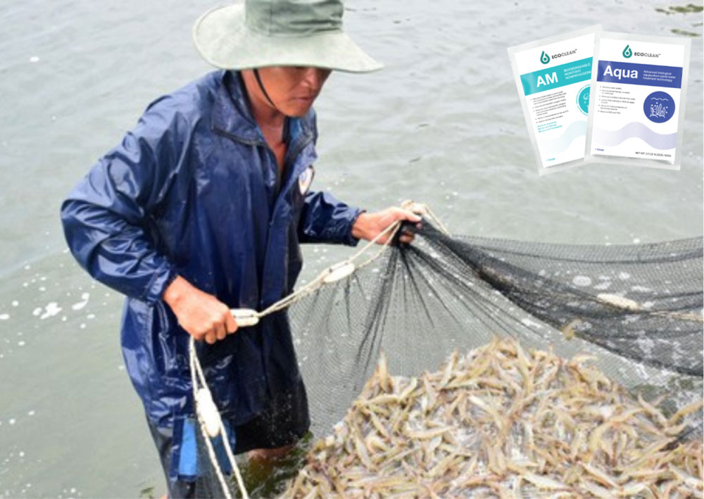 việc xử lý tảo giúp và cải tạo nguồn nước trong ao tại EcoClean