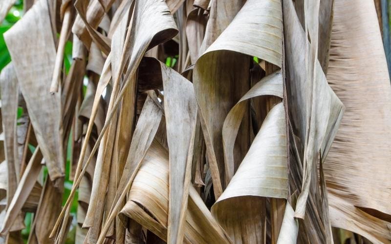 su-dung-la-chuoi-kho-danh-bong-noi-that-go-tu-nhien