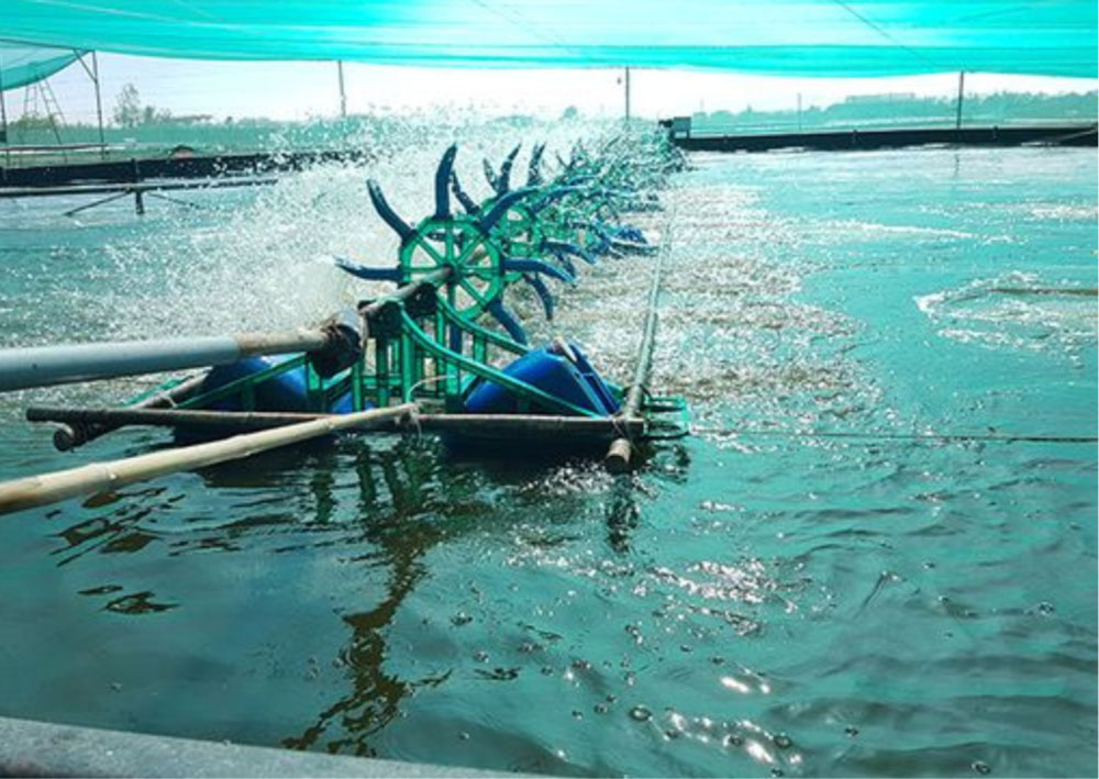 Các nguyên tố có trong tảo giáp
