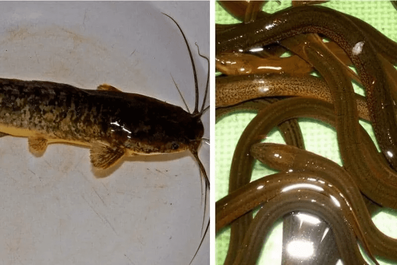 su-dung-luon-ca-loc-thong-cong-nghet